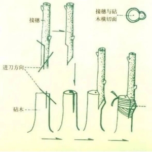 【实用技术】嫁接的具体操作方法和嫁接后管理