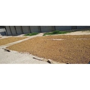 元胡上涨背后的动力，后市如何博弈?
