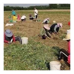 湖北省钟祥市柴湖镇旱半夏产新