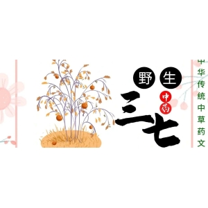 6月17日国家级万良人参市场最新价格
