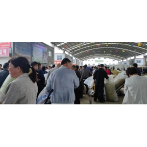 平邑金银花药材产地价格(2023.06.19)
