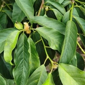 河南省南召县辛夷花干旱价涨