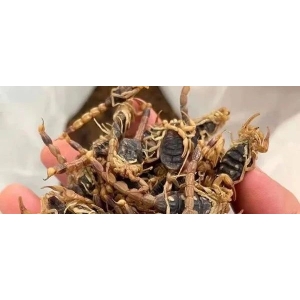 药财有道|2023年全蝎产新走势分析