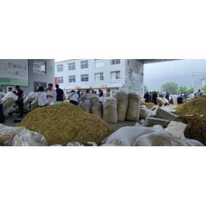 平邑金银花药材产地价格(2023.06.29)