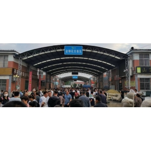 平邑金银花药材产地价格(2023.06.26)