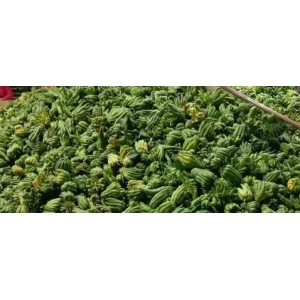 玉林药市6月点评：涨价品种继续涌现 后市会不会降温？