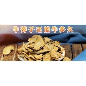 牛蒡子还能牛多久