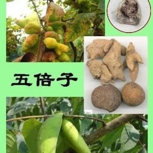 五倍子栽培技术