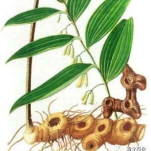 黄精种植技术