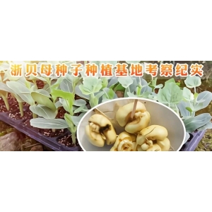浙贝母种子种植基地考察纪实