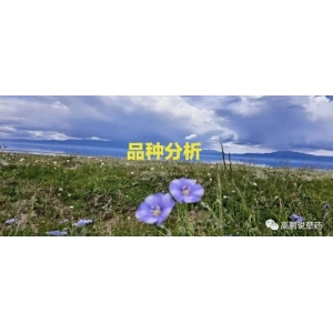 品种分析：白果、沙苑子临新价升，广西产品关注多，太子参下滑