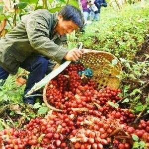 药财有道|金平草果正红火  林下经济有盼头