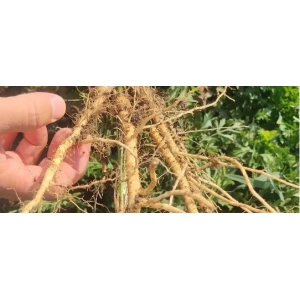 重磅：防风产新前的行唐之行调研报告
