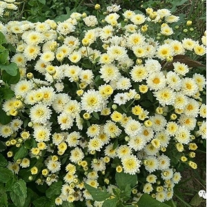 亳州市十八里镇菊花产新中