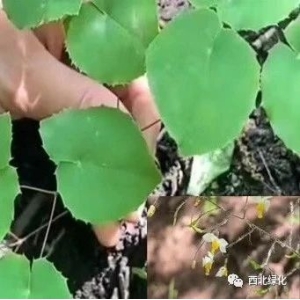 淫羊藿育苗技术