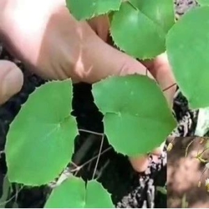 淫羊藿主要种类识别