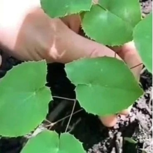 淫羊藿高产种植技术