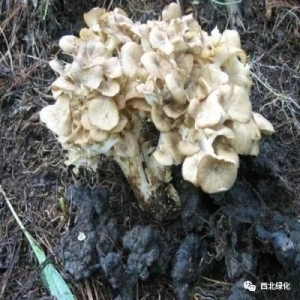 猪苓高产栽培技术