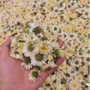 亳州市菊花采摘进行中