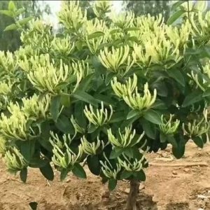 药用金银花栽培技术