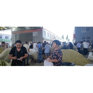 平邑金银花药材产地价格(2023.07.04)