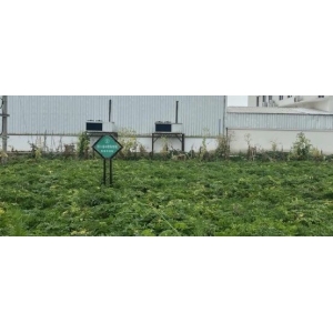 产地图文∣遂宁川白芷产新，全程溯源增加附加值！