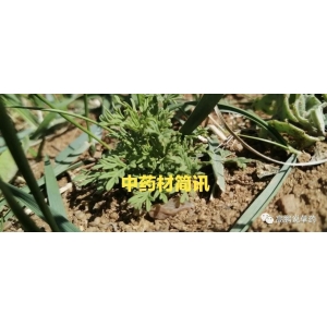“高鹏说药材”中药材产业平台（联盟）招募成员公告