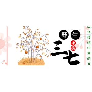 7月17日国家级万良人参市场最新价格