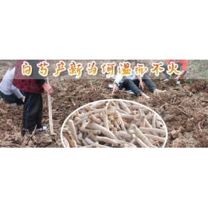 白芍产新为何温而不火