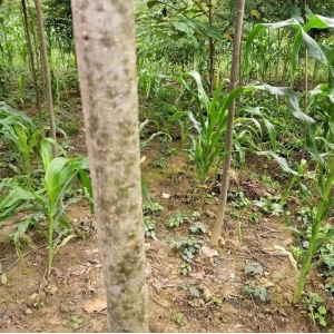 种植收益高的黄柏将驶入规模化种植快车道！