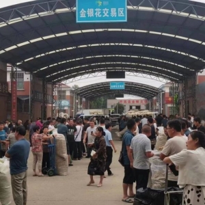 平邑金银花药材产地价格(2023.07.25)