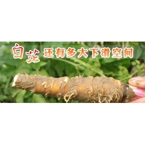 白芷还有多大下滑空间