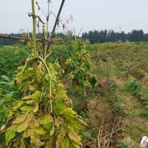 亳州市谯东镇白芷种子产新