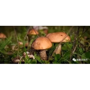 林下经济的9种经典模式