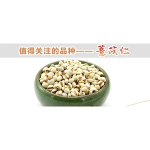 值得关注的品种——薏苡仁