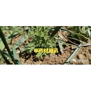 高鹏说药材：8月药市看点