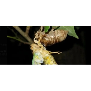 产新追踪：蝉蜕行情攀至历史高位，究竟为何？