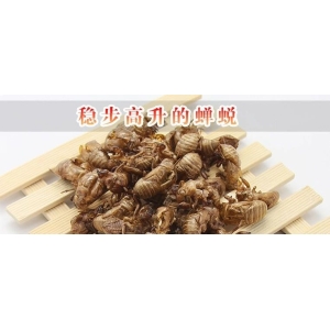 稳步高升的蝉蜕