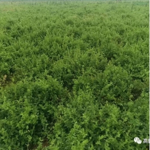 河南省：应对暴雨，中药材种植基地要做好这些工作