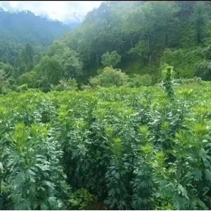 药财有道|云南附子产地调查与价格走势分析