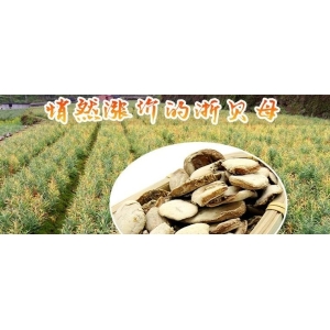 悄然涨价的浙贝母
