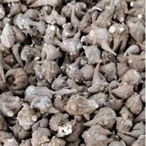 喷施根茎膨大剂，附子价格涨至何时