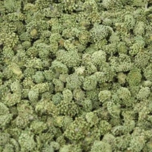灾害频繁，部分药材品种价格出现波动！