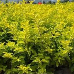 产量提高30-40%，效益提高1-3倍，这些常用药材种植模式值得借鉴！