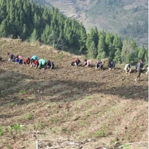 【行业技术交流】全国农技中心印发《中药材生态种植技术集成与示范推广方案》