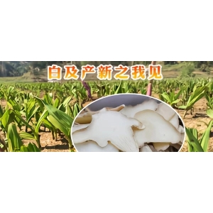 白及产新之我见