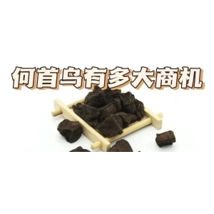 何首乌有多大商机