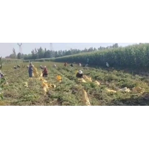 白术价格上扬破百 高价还能走多远？