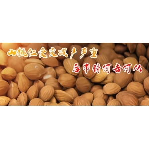 山桃仁受灾减产严重  后市将何去何从