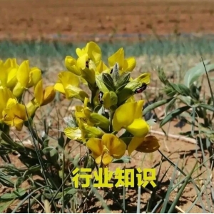 中医药大健康产业创新发展模式研究